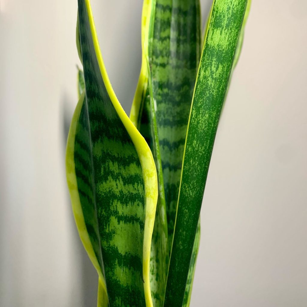 Snake-Plant-wiki