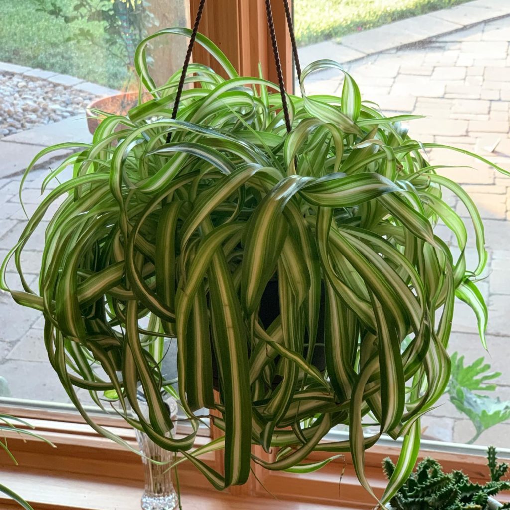 Spider-Plant-image