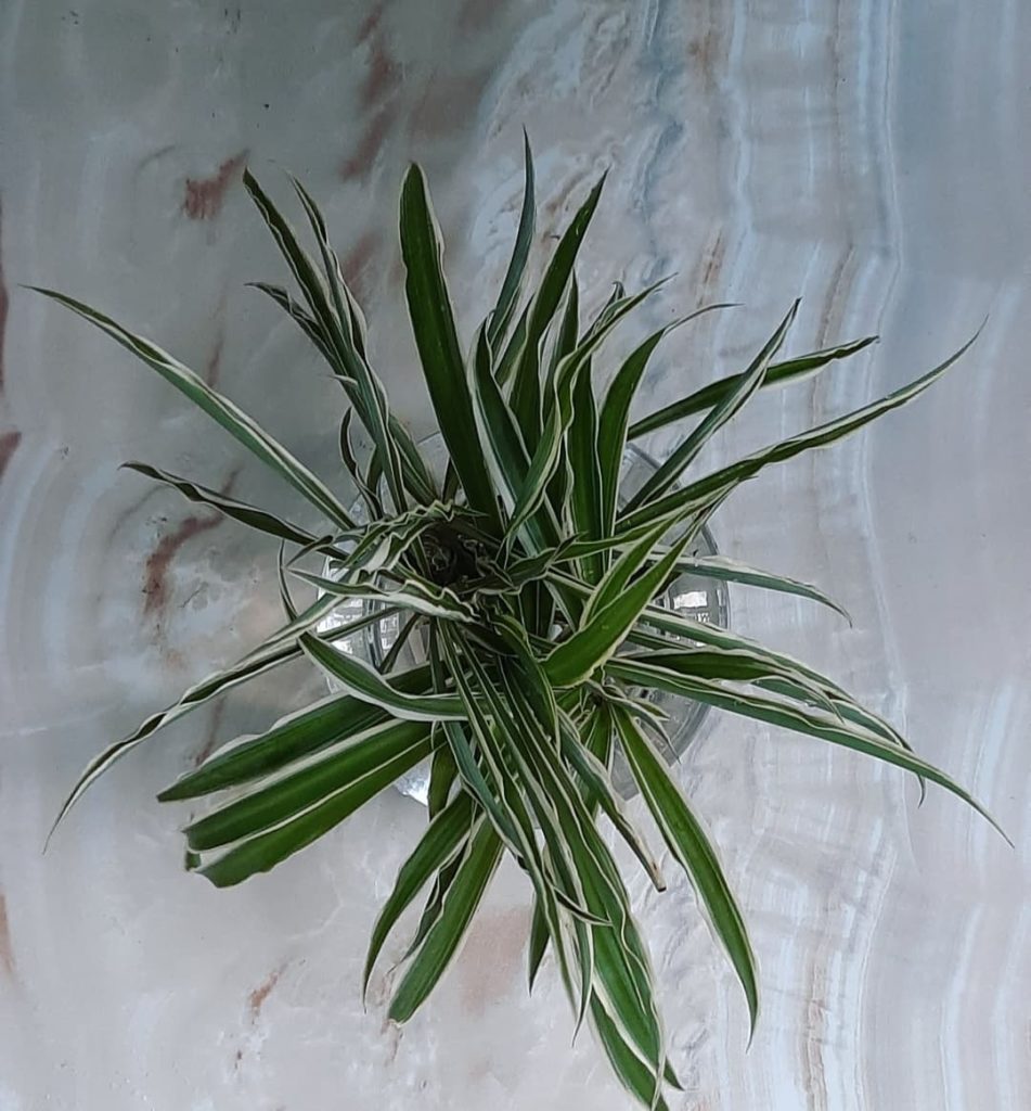 Spider-Plant-image